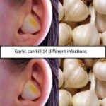 Garlic The Natural Infection Fighter