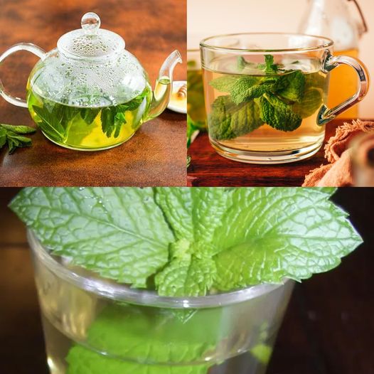 Prepare Mint, Imbibe the Elixir, and Alleviate These Ailments